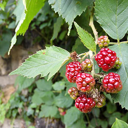 Raisin du Japon, Mûrier du Japon / Rubus phoenicolasius